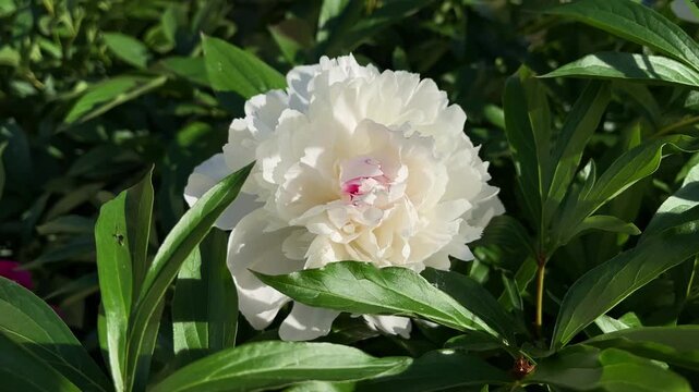 Close-up of white festiva maxima peony flower blooming in garden