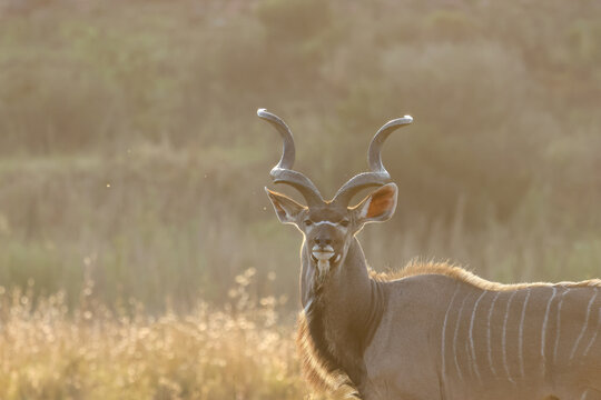 View of a male Greater Kudu with spiral horns standing in the golden light of the savanna in Kruger National Park Skukuza, Mpumalanga, South Africa.