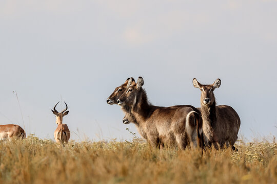 View of a group of waterbuck and an impala standing in the tall dry grass of the savanna under a clear sky in Kruger National Park, Skukuza, Mpumalanga, South Africa.