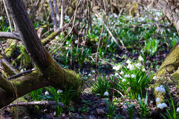 Obraz premium Spring snowflake flowers bloom in a picturesque wet forest among moss and fallen trees. This delicate woodland scene conveys the atmosphere of early spring and nature awakening after winter sleep in t