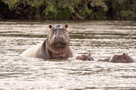 View of a large hippopotamus looking at the camera while submerged in the Zambezi River with lush green trees in the background Victoria Falls, Matabeleland North, Zimbabwe.