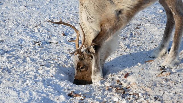 Solitary wild reindeer with antlers digging deep crater in snow with nose and hooves, foraging for lichen and moss to eat during cold sunny winter day in arctic tundra. Animal in wildlife
