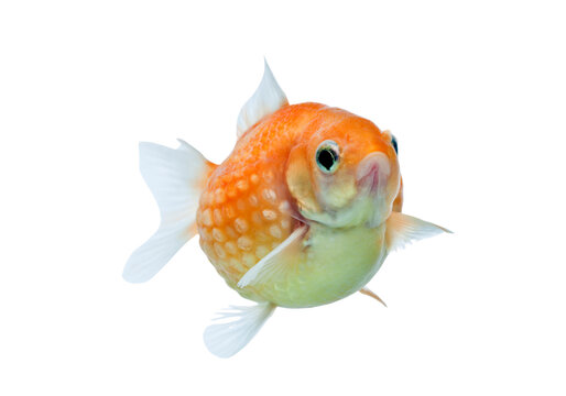 Orange bubble eye goldfish, fancy goldfish isolated on transparent background PNG