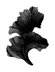 Obraz premium PNG Elegant monochrome ginkgo leaf illustration.
