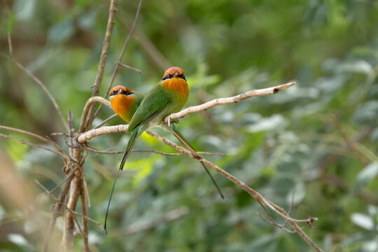 View of two Bohm's Bee-eaters perched on a thin branch in the lush wilderness of Liwonde National Park Southern Region, Malawi.