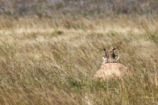View of a warthog peeking over a termite mound in the tall dry grass of the savanna in Skukuza, Mpumalanga, South Africa.