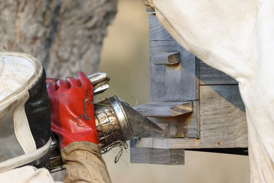 View of a beekeeper in a protective suit and red gloves using a smoker on a wooden beehive during honey harvesting Pretoria, Gauteng, South Africa.