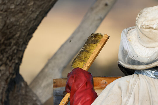 View of a beekeeper in protective gear holding a honey-covered brush while working near a hive in Pretoria, Gauteng, South Africa.