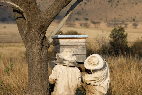 View of two beekeepers in protective suits tending to a wooden beehive under a tree in the savanna Pretoria, Gauteng, South Africa.