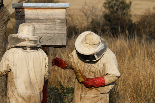 View of two beekeepers in protective gear and red gloves tending to a wooden beehive in a field of dry grass Pretoria, Gauteng, South Africa.
