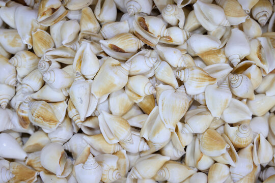 View of a large collection of Gonggong sea shells with their characteristic spiral shapes and smooth white surfaces Tanjungpinang, Kepulauan Riau, Indonesia.