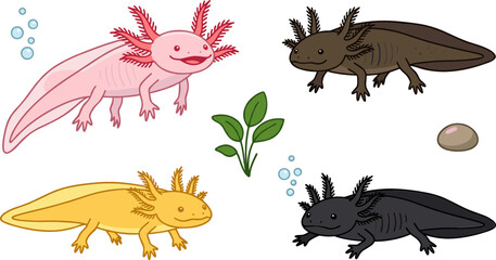 Obraz premium Cute Axolotl Salamander Amphibian Vector Set Featuring Pink Leucistic Golden Albino Wild Type and Melanistic Black Species with Aquatic Plant Elements