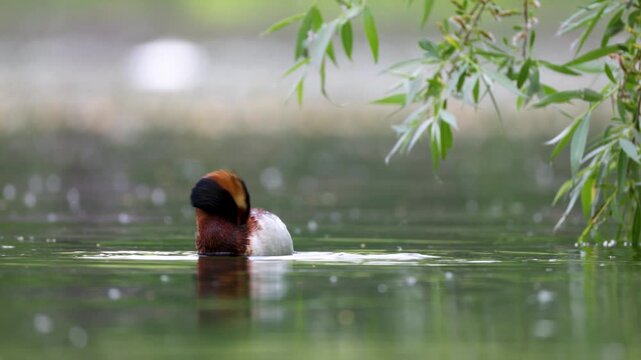 A horned grebe swims in the lake. Close-up. Rare bird. IUCN Red List