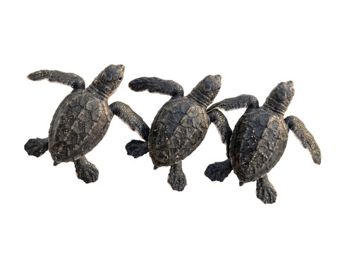 Sea Turtle Hatchlings Trio Top View Isolated on White Background &ndash; Photorealistic Wildlife Nature Study with Fine Detail