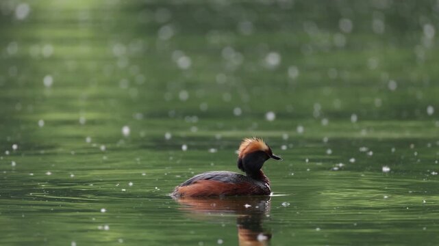 A horned grebe swims in the lake. Close-up. Rare bird. IUCN Red List