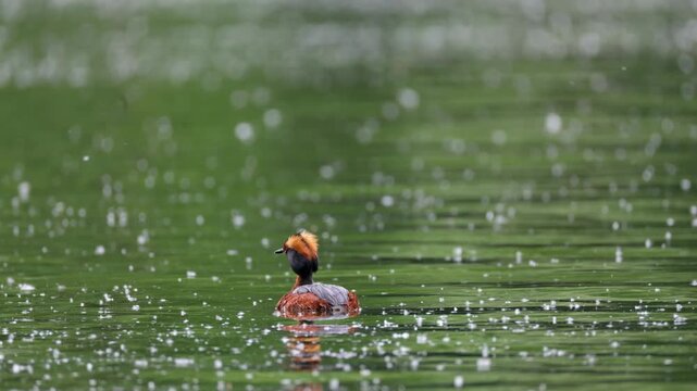A horned grebe swims in the lake. Close-up. Rare bird. IUCN Red List