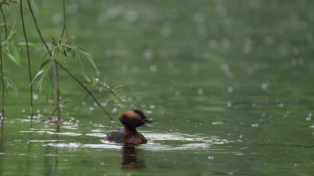 A horned grebe swims in the lake. Close-up. Rare bird. IUCN Red List