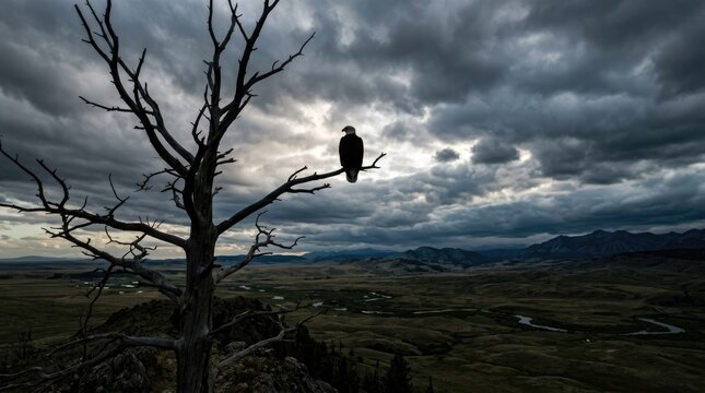 Eagle stands on a dead tree branch under a cloudy sky in a vast landscape during the late afternoon