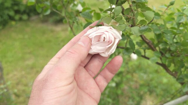 Gardener examining an opening light pink rose bud in a summer garden