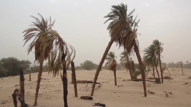 Palms on a sandy island in the river Nile near Abri during a sandstorm, Sudan