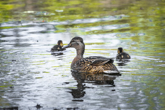 View of a female mallard duck swimming with her ducklings on a calm pond with green reflections in Lancaster, England, United Kingdom.