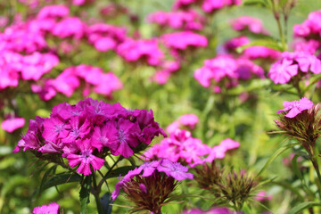 Obraz premium Pink carnation flowers bloom in the garden