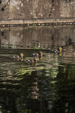View of four small ducklings swimming in a row on dark water with green reflections near a stone wall Lancaster, England, United Kingdom.