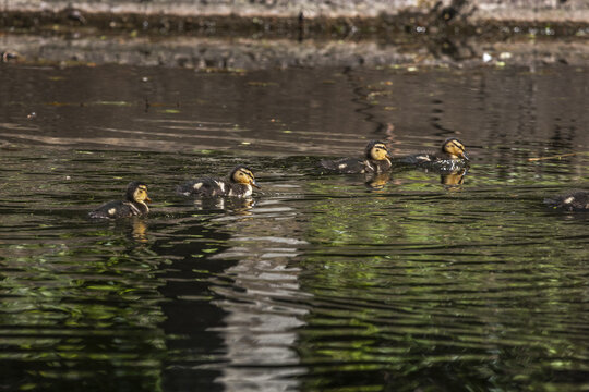 View of a group of mallard ducklings swimming in a line across dark water with ripples and tree reflections Lancaster, England, United Kingdom.