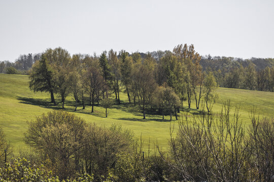 View of a lush green meadow with a cluster of deciduous trees under a clear sky in Lancaster, England, United Kingdom.