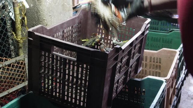 Plastic Crate with Live Crabs at Seafood Market