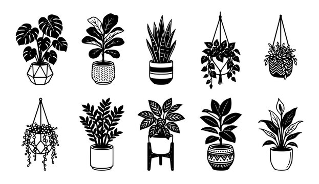 Black and white houseplant collection monstera ficus snake plant and pothos