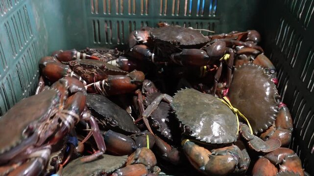Plastic Crate Filled with Fresh Live Crabs at Seafood Market