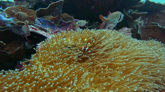 Nemo clown fish in the anemone on the colorful healthy coral reef. 