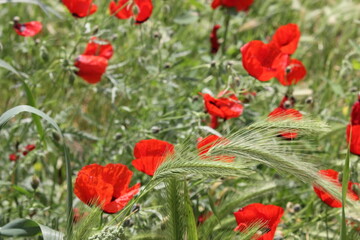 Fototapeta premium Fresh poppy flowers in bunches