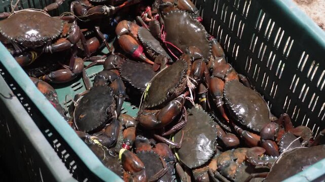 Plastic Basket Filled with Live Crabs for Seafood Market