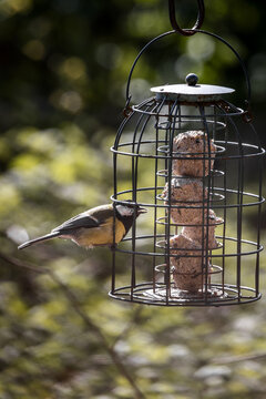 View of a great tit bird perched on a wire bird feeder filled with fat balls against a soft bokeh background of green foliage in Lancaster, England, United Kingdom.