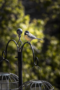 View of a great tit perched on a decorative metal bird feeder stand with a seed in its beak against a lush green background in Lancaster, England, United Kingdom.