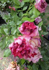 Fototapeta premium 咲き崩れかけているバラの花のアップ