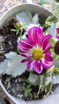 Macro of pink dahlia 