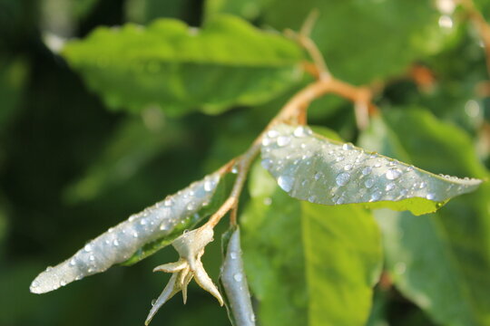 Leaves sparkling with silver after the rain