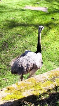 A South American rhea, resembling an ostrich, walks on the green grass at the zoo.