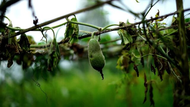 Macro shot of a small fuzzy green vegetable hanging from a withered vine on a