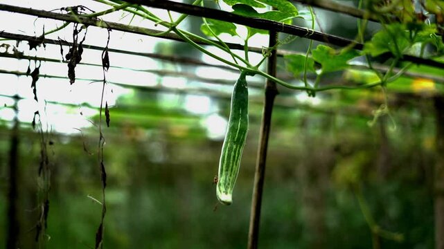 Single Young Green Vegetable Growing on Trellis in Garden