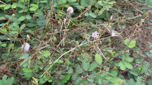 Sensitive Plant with Pink Fluffy Flowers and Fern-Like Leaves