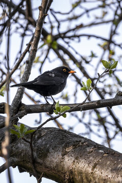 View of a male blackbird perched on a tree branch with fresh green buds in spring in Lancaster, England, United Kingdom.