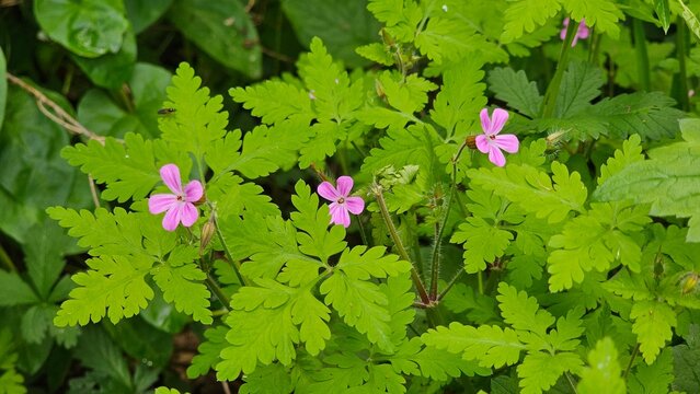 Sweden. Geranium robertianum, commonly known as herb-robert or, in North America, as Robert's geranium.