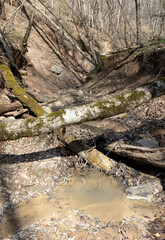 Fototapeta premium a mountain river canyon with an unusual stone bed and rocky banks during the spring season