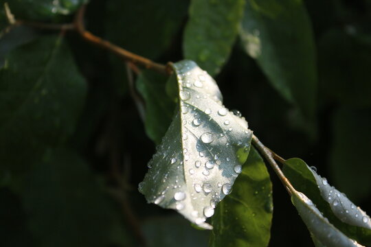 Leaves sparkling with silver after the rain