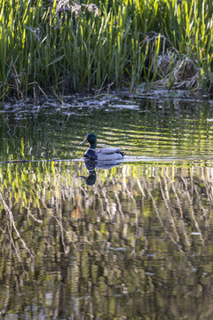 View of a male mallard duck swimming on calm water with ripples and reflections near tall green reeds Lancaster, England, United Kingdom.