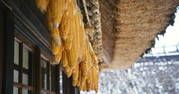 Dried corn hanging from old Japanese structure - steady cam shot